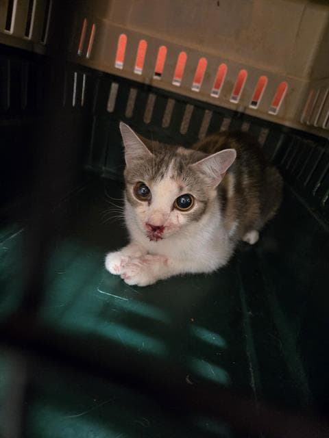 Unknown - Domestic Short Hair