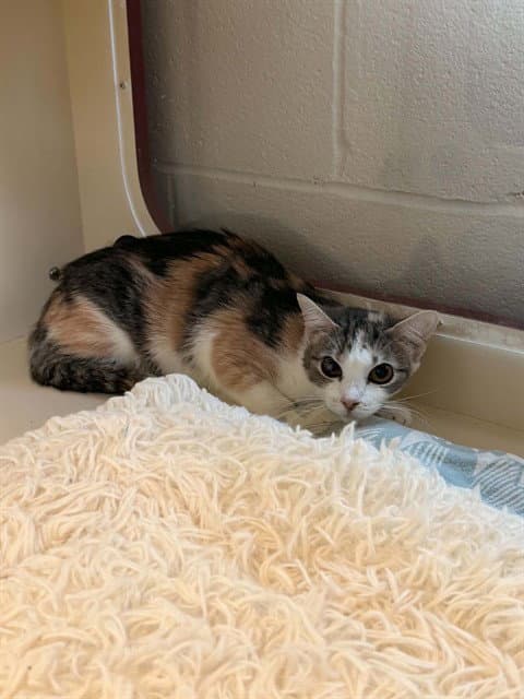 Unknown - Domestic Short Hair