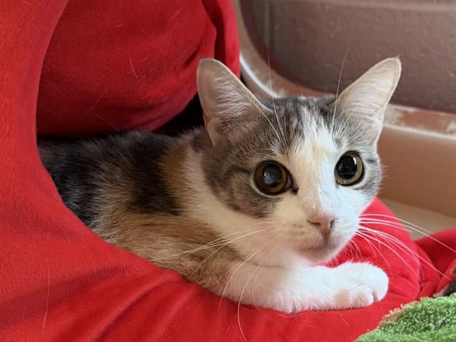 Unknown - Domestic Short Hair