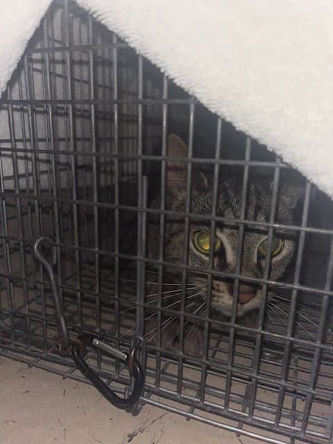 Unknown - Domestic Short Hair