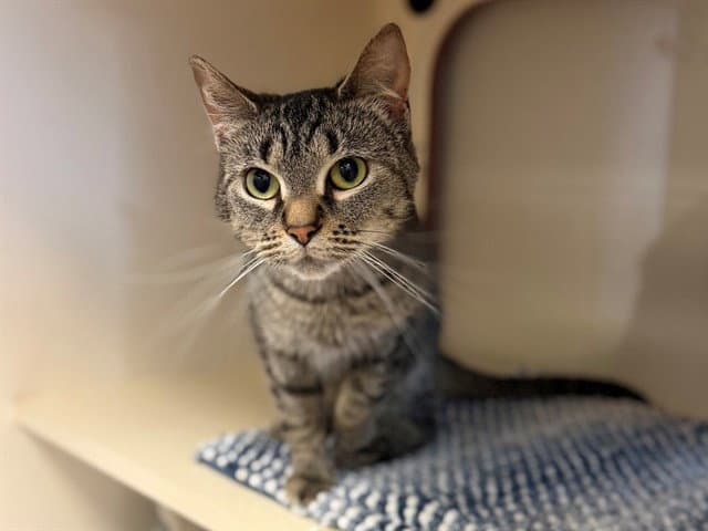 Unknown - Domestic Short Hair