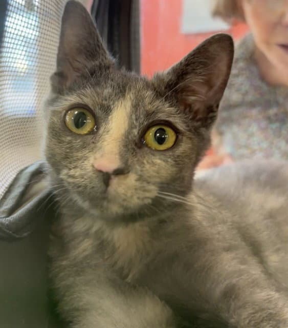 Wheat - Domestic Short Hair