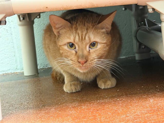 Unknown - Domestic Short Hair