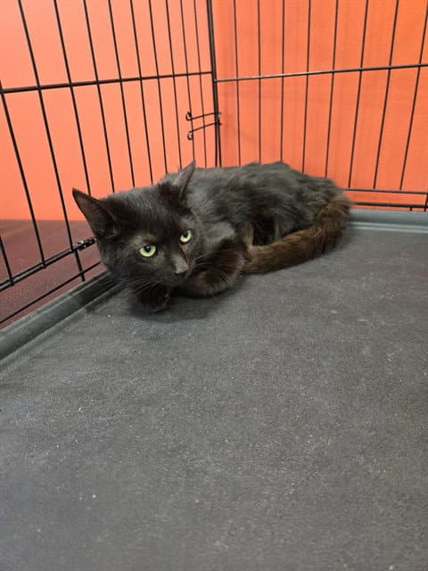 Unknown - Domestic Short Hair
