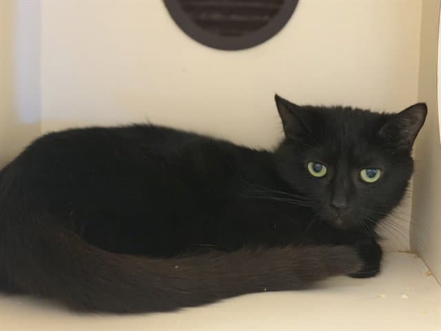 Unknown - Domestic Short Hair