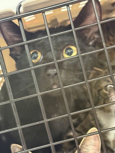 Unknown - Domestic Short Hair
