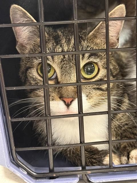 Unknown - Domestic Short Hair