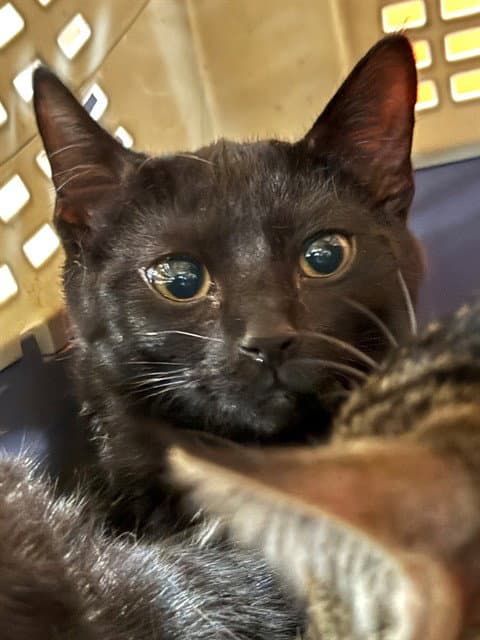 Unknown - Domestic Short Hair