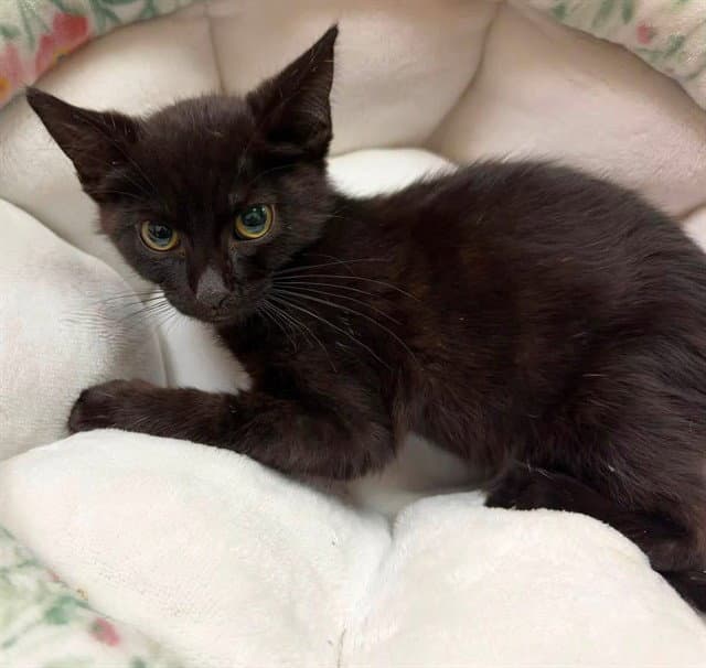Eddie Lee Winslow - Domestic Short Hair