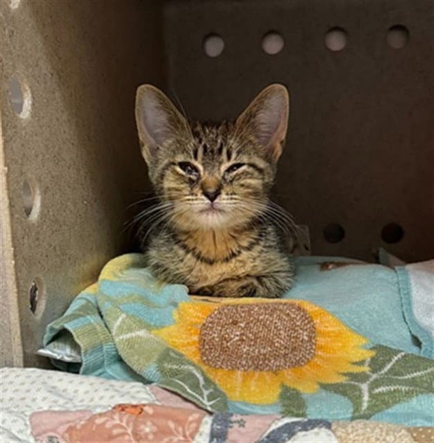 Willie - Domestic Short Hair