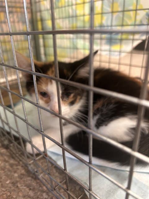 Gabby - Domestic Short Hair