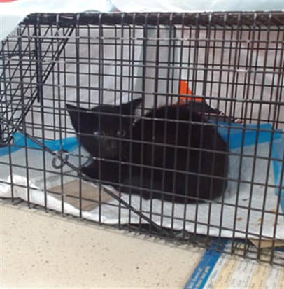 Vegas - Domestic Short Hair