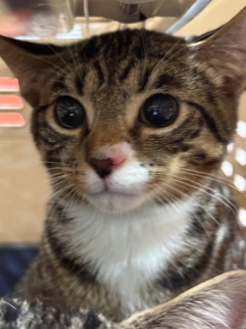 Unknown - Domestic Short Hair