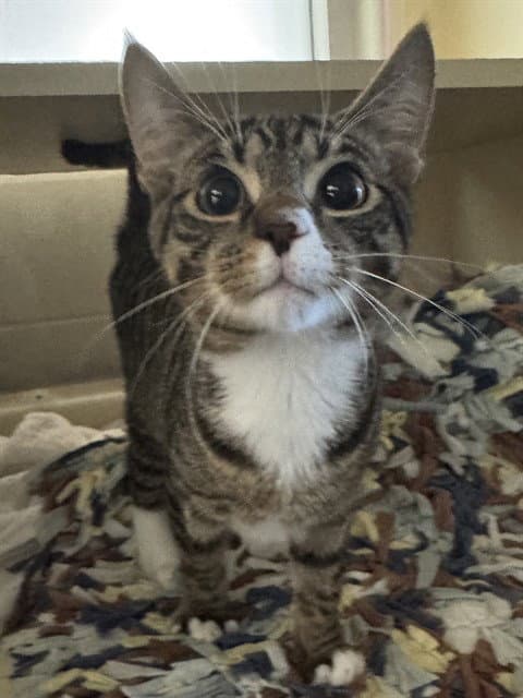 Unknown - Domestic Short Hair