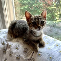 Willa image 1
