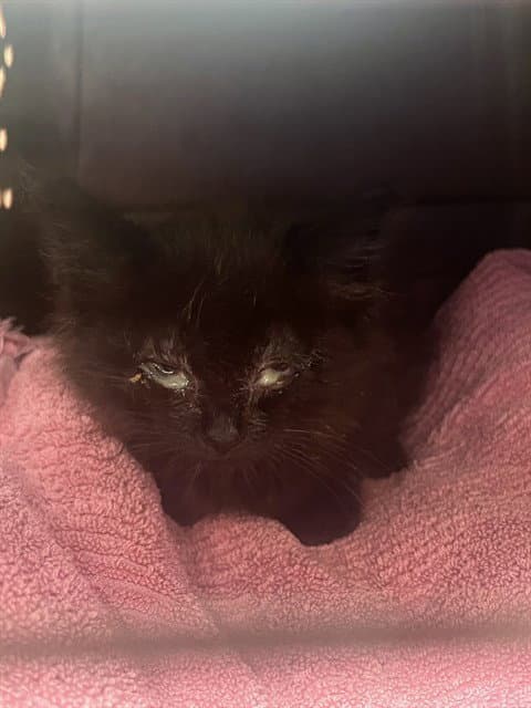 Unknown - Domestic Short Hair