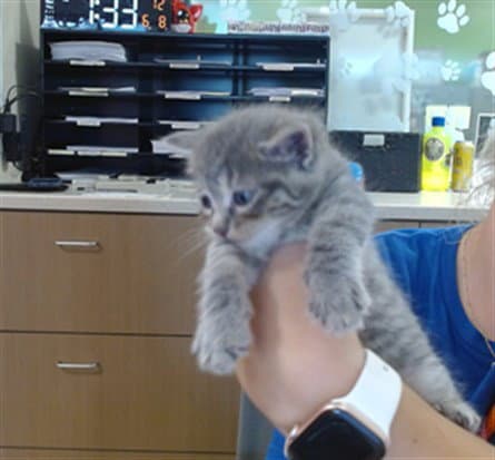 Capellini - Domestic Short Hair