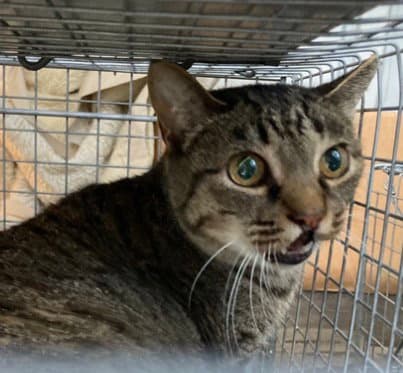 Mama - Domestic Short Hair