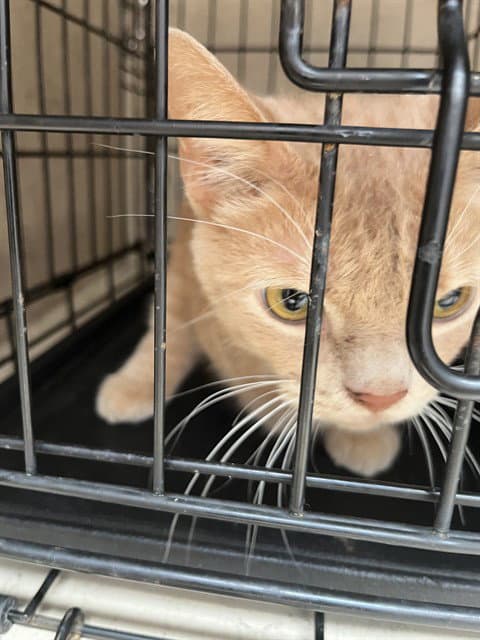 Grizzly - Domestic Short Hair