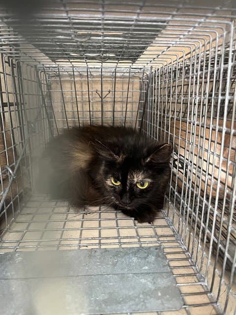 Silly Sally - Domestic Short Hair