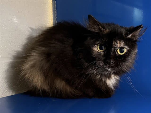 Silly Sally - Domestic Short Hair