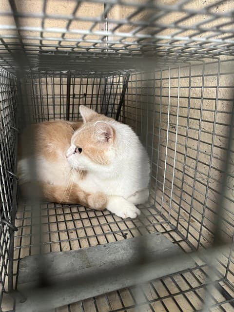 Silly Billy - Domestic Short Hair