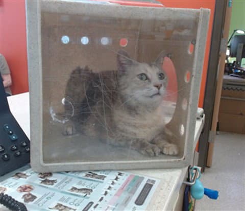 Unknown - Domestic Short Hair
