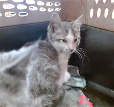 Lucky - Domestic Short Hair