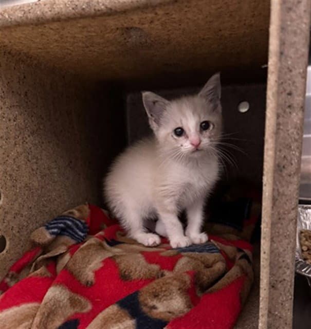 Fiona - Domestic Short Hair