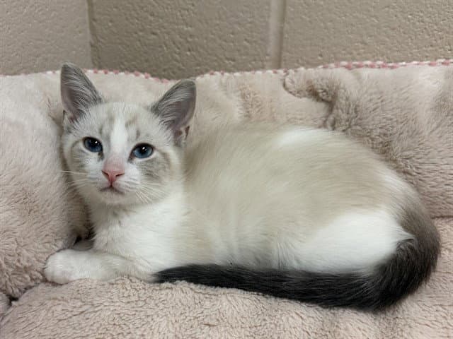 Fiona - Domestic Short Hair