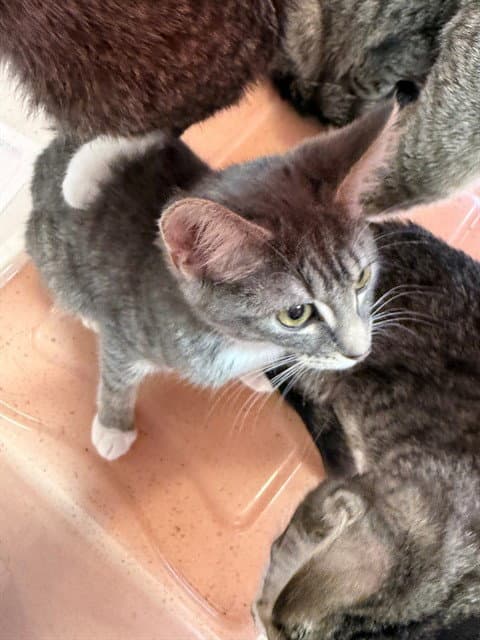 Unknown - Domestic Short Hair