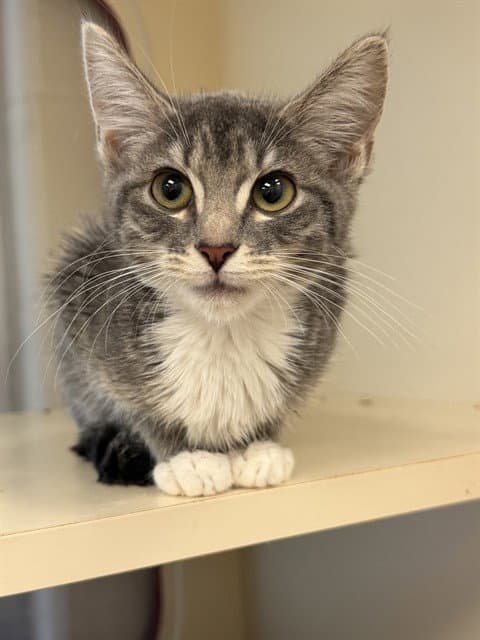 Unknown - Domestic Short Hair