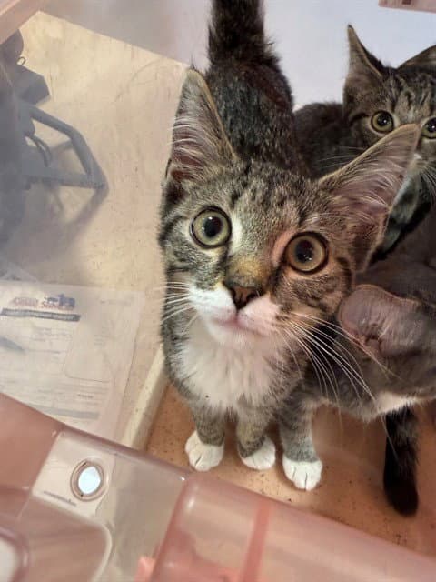 Unknown - Domestic Short Hair