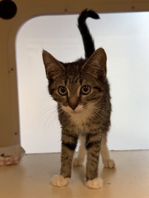 Unknown - Domestic Short Hair