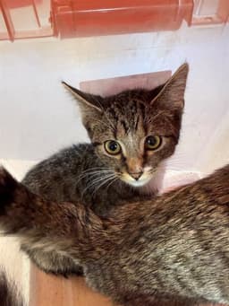 Unknown image 1