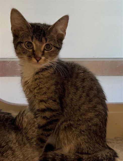 Unknown - Domestic Short Hair