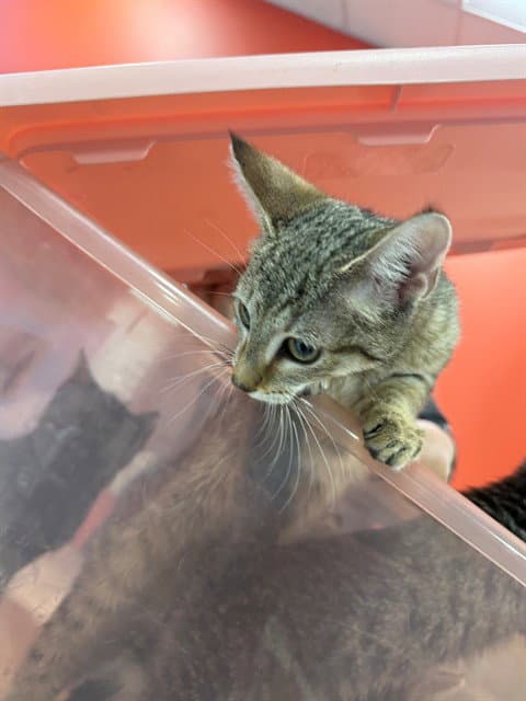 Unknown - Domestic Short Hair