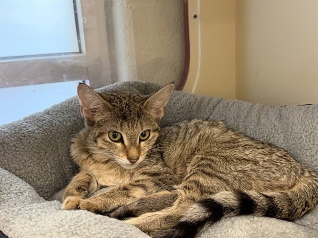 Unknown - Domestic Short Hair
