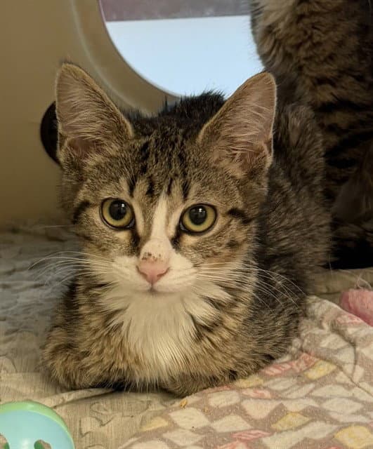 Unknown - Domestic Short Hair
