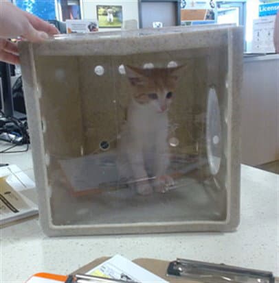 Unknown - Domestic Short Hair