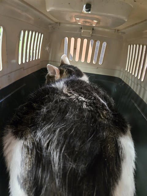 Lucky Pal - Domestic Medium Hair