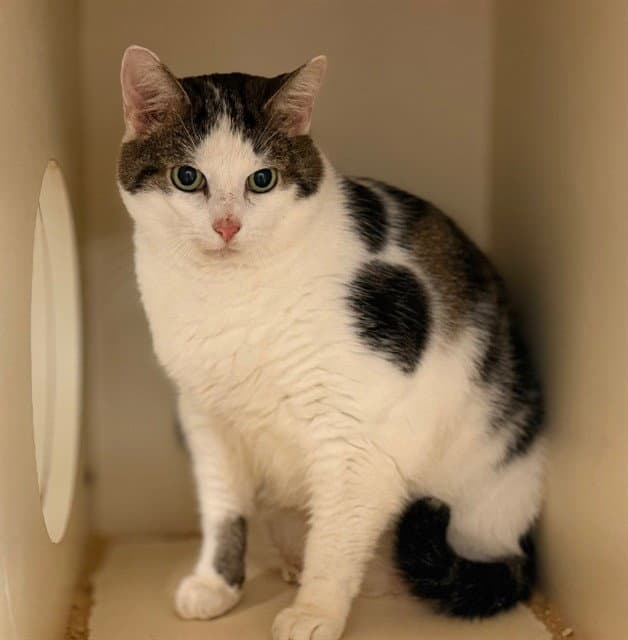 Lucky Pal - Domestic Medium Hair