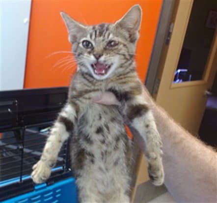 Unknown - Domestic Short Hair