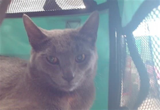 Unknown - Domestic Short Hair