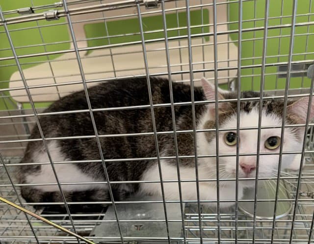 Unknown - Domestic Short Hair