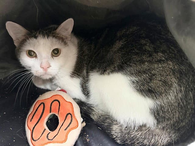 Unknown - Domestic Short Hair