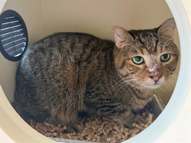 Nigel - Domestic Short Hair