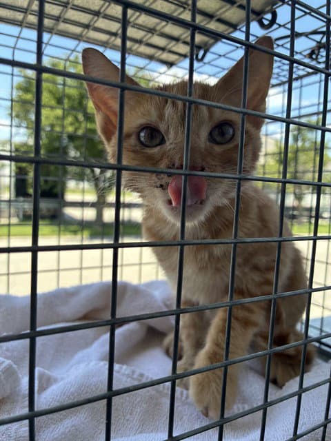 Unknown - Domestic Short Hair
