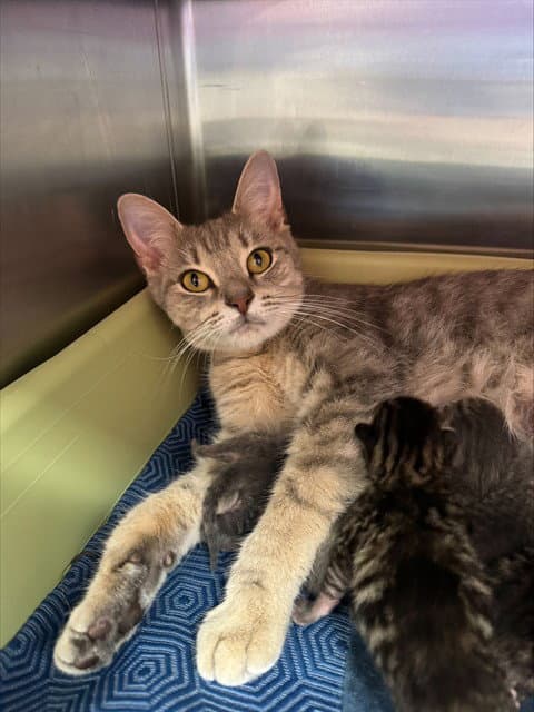 Esmerelda - Domestic Short Hair