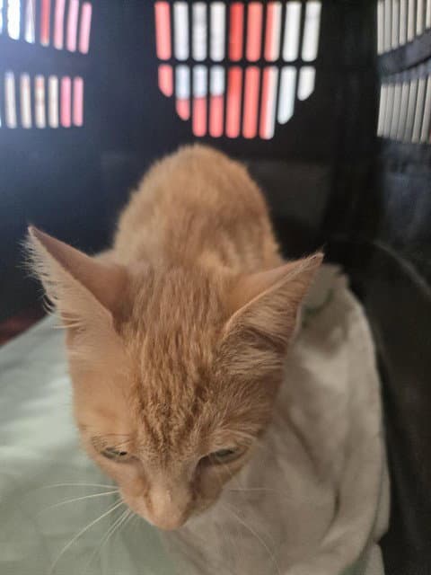 Gill - Domestic Short Hair